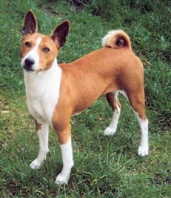 Este es mi basenji Smelvin,es muy juguetón y siempre se lleva mi zapato a la calle,¡que adorable y travieso!